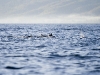 23-lovina-dolfijnen-3.jpg