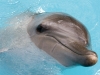 27-dolfijnen-4.jpg