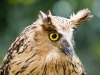29-owl.jpg