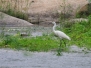 China birds