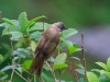 flavescent bulbul