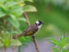 light vented bulbul
