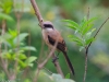 long-tailed shrike