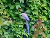 blauwe ekster
