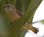 bali-birds-2.jpg