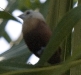 bali-birds-3.jpg