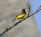 bali-birds-4.jpg