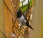 bali-birds-5.jpg