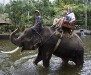 09-olifant-2.jpg