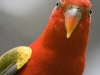 26-bird-1.jpg
