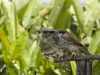 27-hawk-owl.jpg