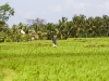 30-rice-fields.jpg