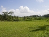 31-rice-fields-2.jpg