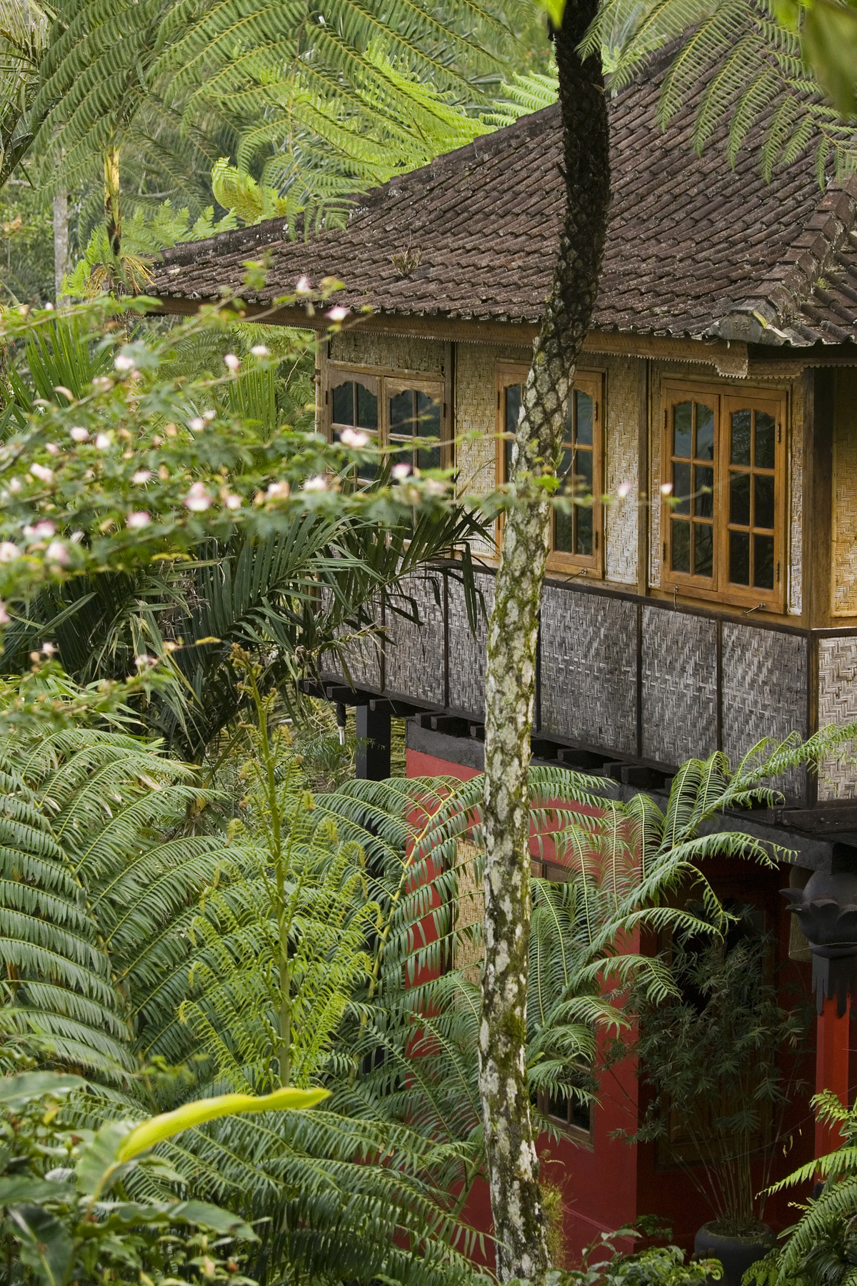Jungle